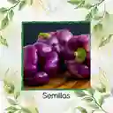 70 Semillas Orgánicas De Pimentón Morado