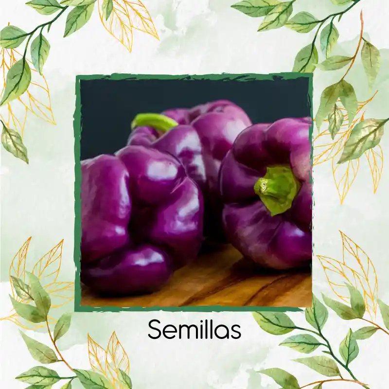 70 Semillas Orgánicas De Pimentón Morado