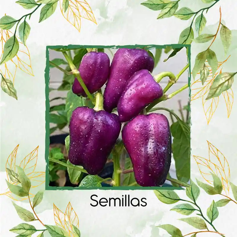 70 Semillas Orgánicas De Pimentón Morado