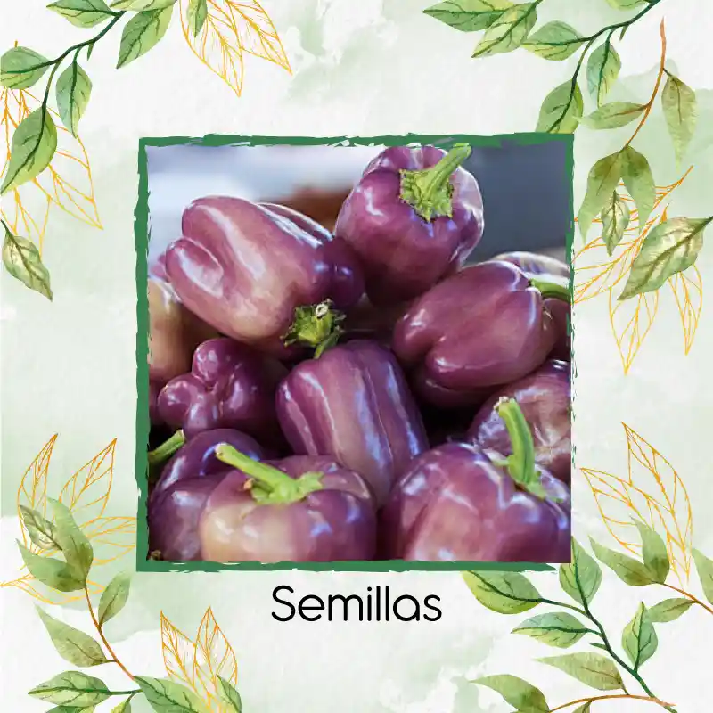 140 Semillas Orgánicas De Pimentón Morado