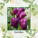 140 Semillas Orgánicas De Pimentón Morado