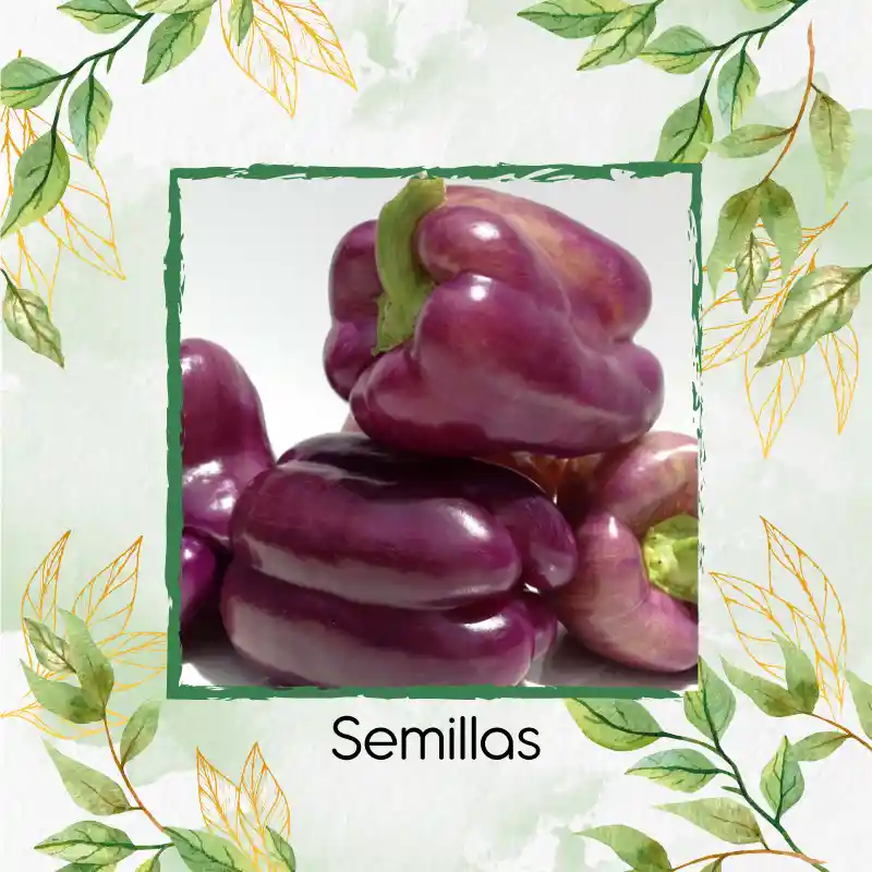 350 Semillas Orgánicas De Pimentón Morado