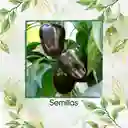 18 Semillas Orgánicas De Pimentón Negro