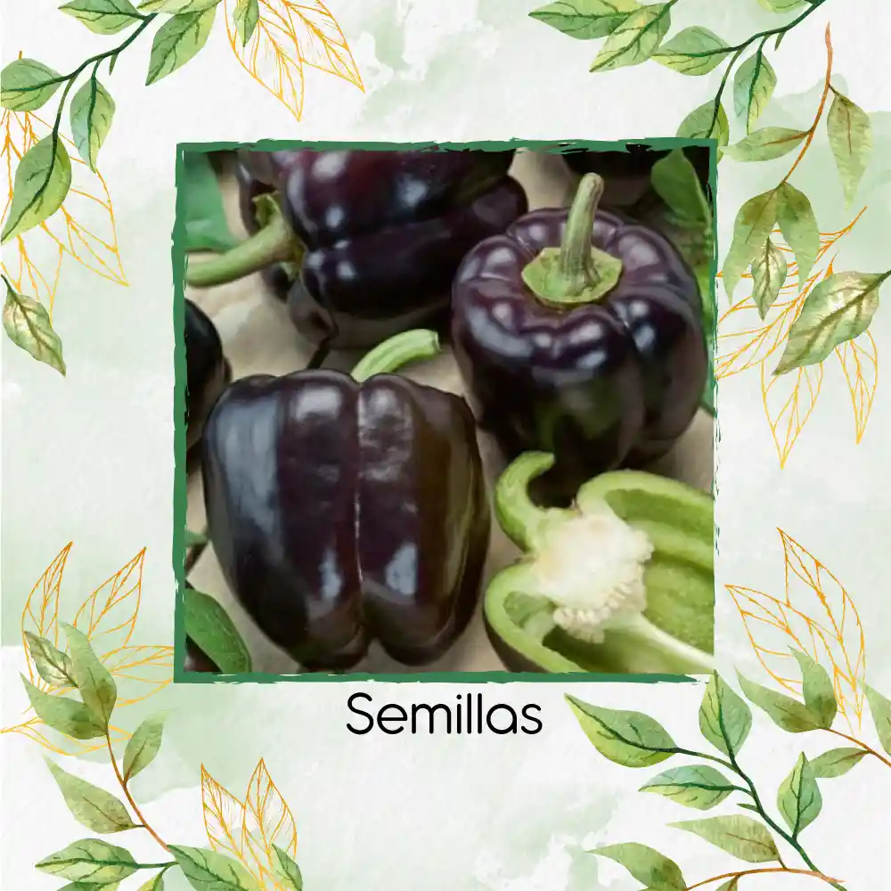 700 Semillas Orgánicas De Pimentón Negro