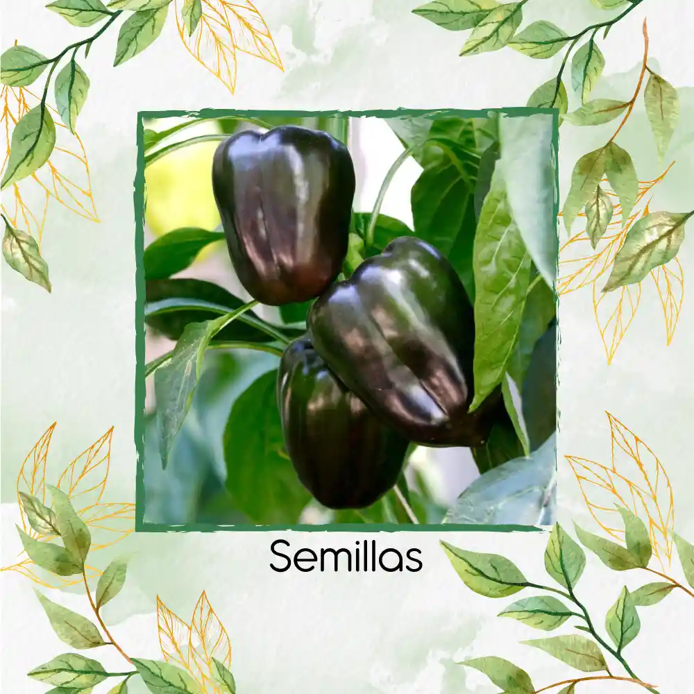 700 Semillas Orgánicas De Pimentón Negro