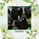 700 Semillas Orgánicas De Pimentón Negro