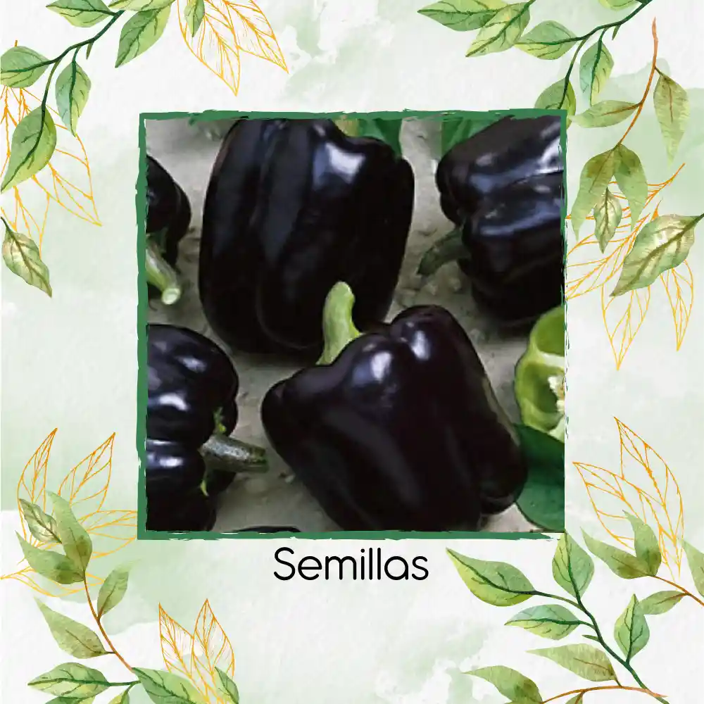 700 Semillas Orgánicas De Pimentón Negro