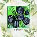 700 Semillas Orgánicas De Pimentón Negro
