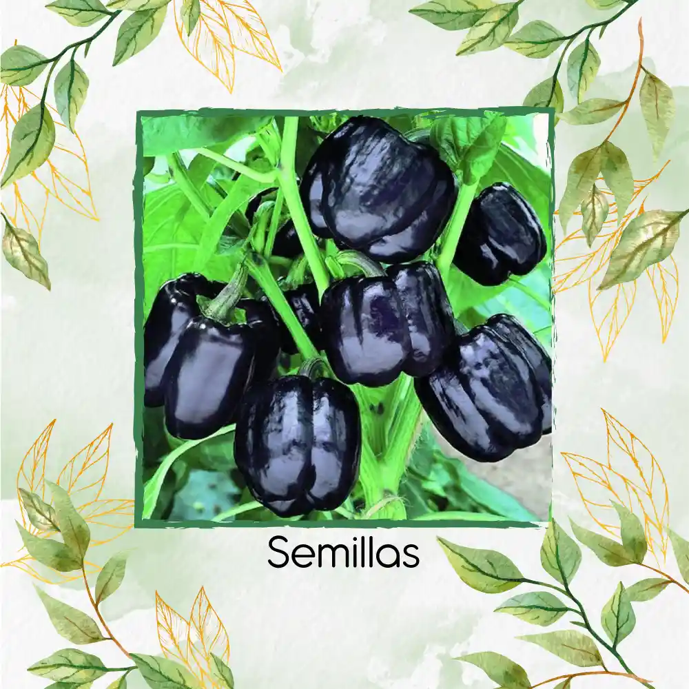 700 Semillas Orgánicas De Pimentón Negro