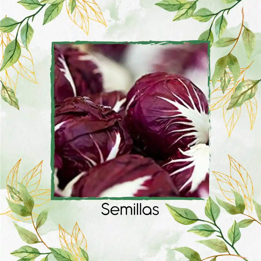10 Semillas Orgánicas De Radicchio Morado