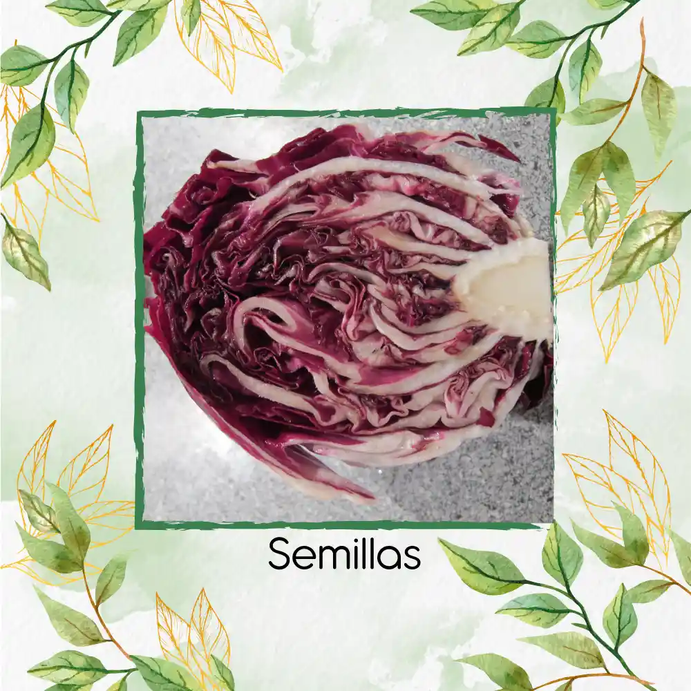 40 Semillas Orgánicas De Radicchio Morado