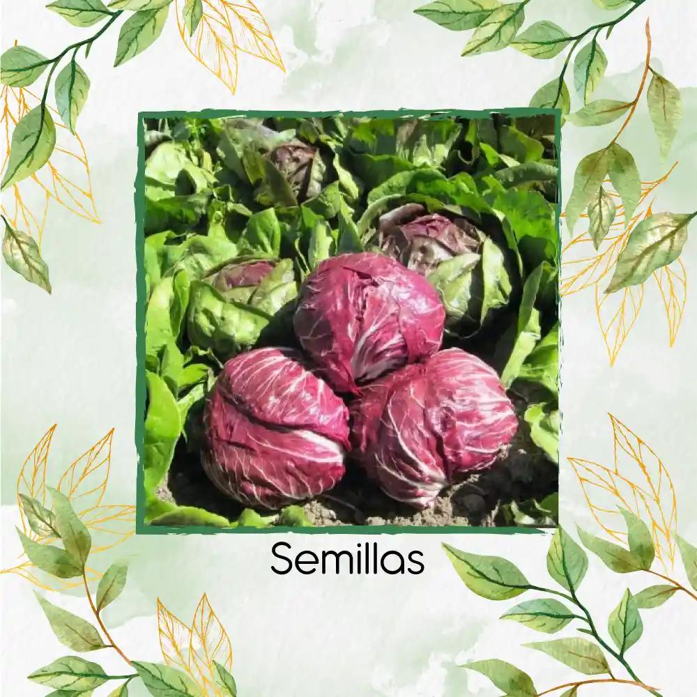 80 Semillas Orgánicas De Radicchio Morado