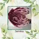 800 Semillas Orgánicas De Radicchio Morado