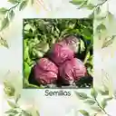 800 Semillas Orgánicas De Radicchio Morado