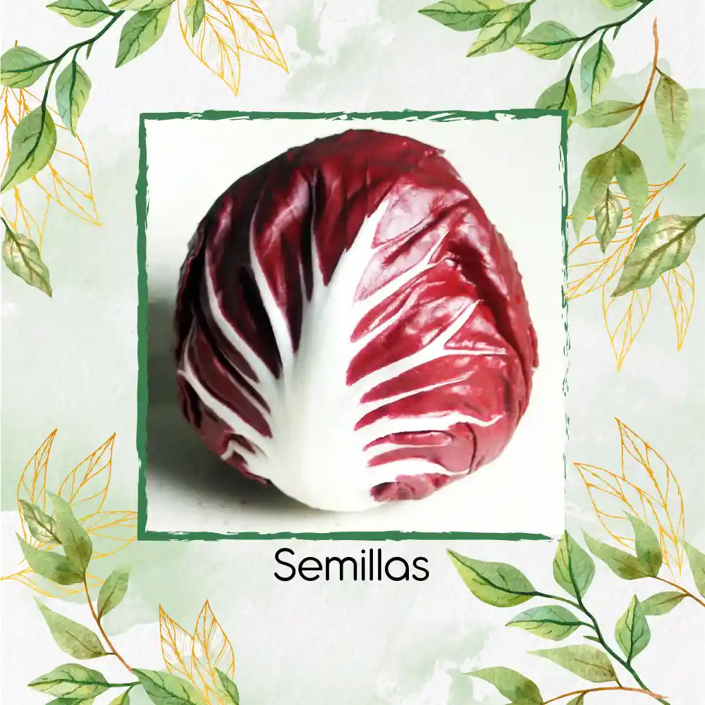 800 Semillas Orgánicas De Radicchio Morado
