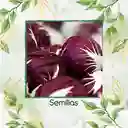 800 Semillas Orgánicas De Radicchio Morado