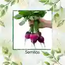 50 Semillas Orgánicas De Rábano Bacchus Morado