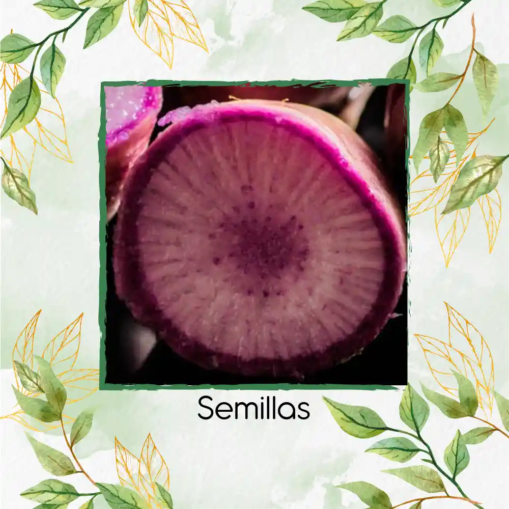 100 Semillas Orgánicas De Rábano Bacchus Morado