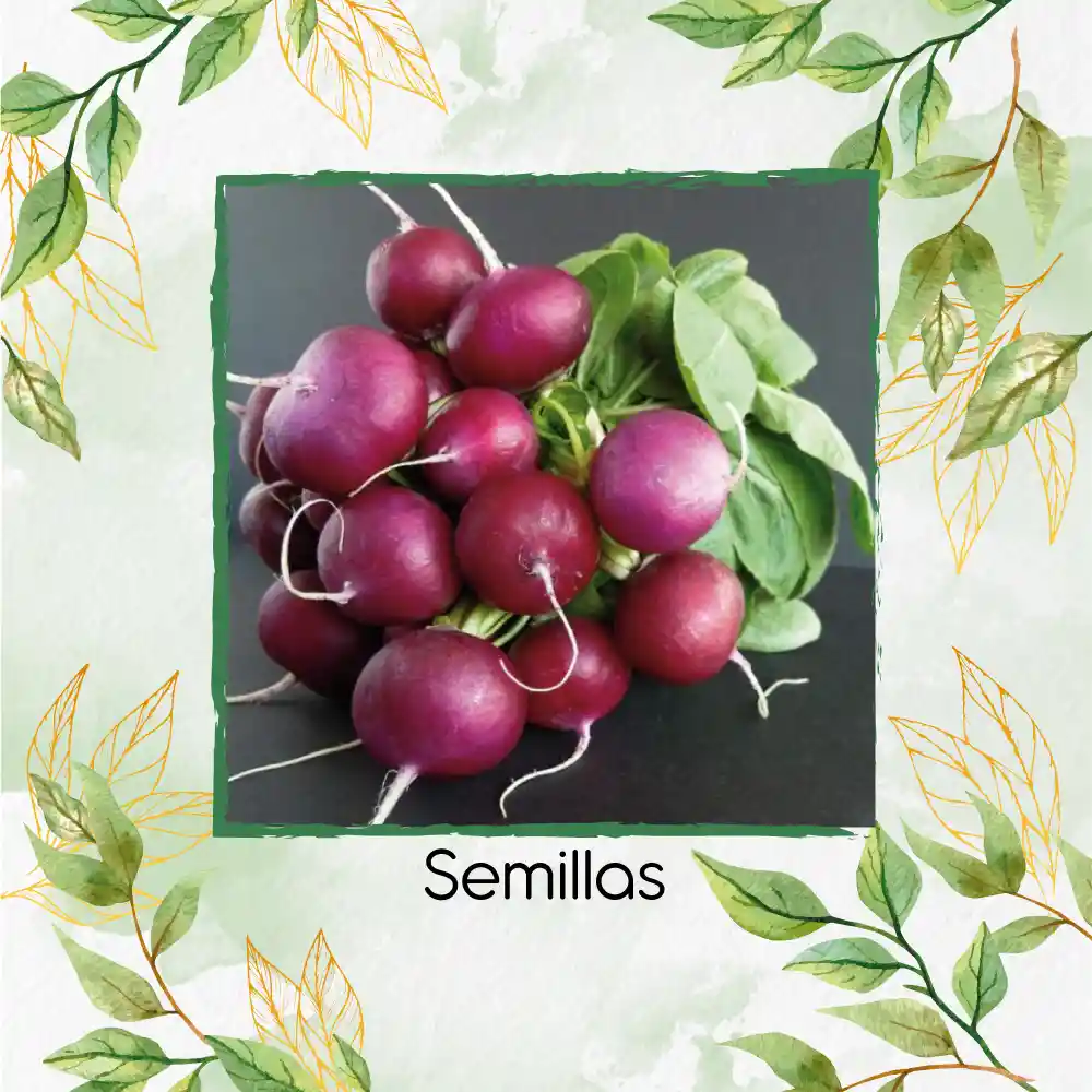 100 Semillas Orgánicas De Rábano Bacchus Morado