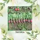 1.000 Semillas Orgánicas De Rábano Bacchus Morado