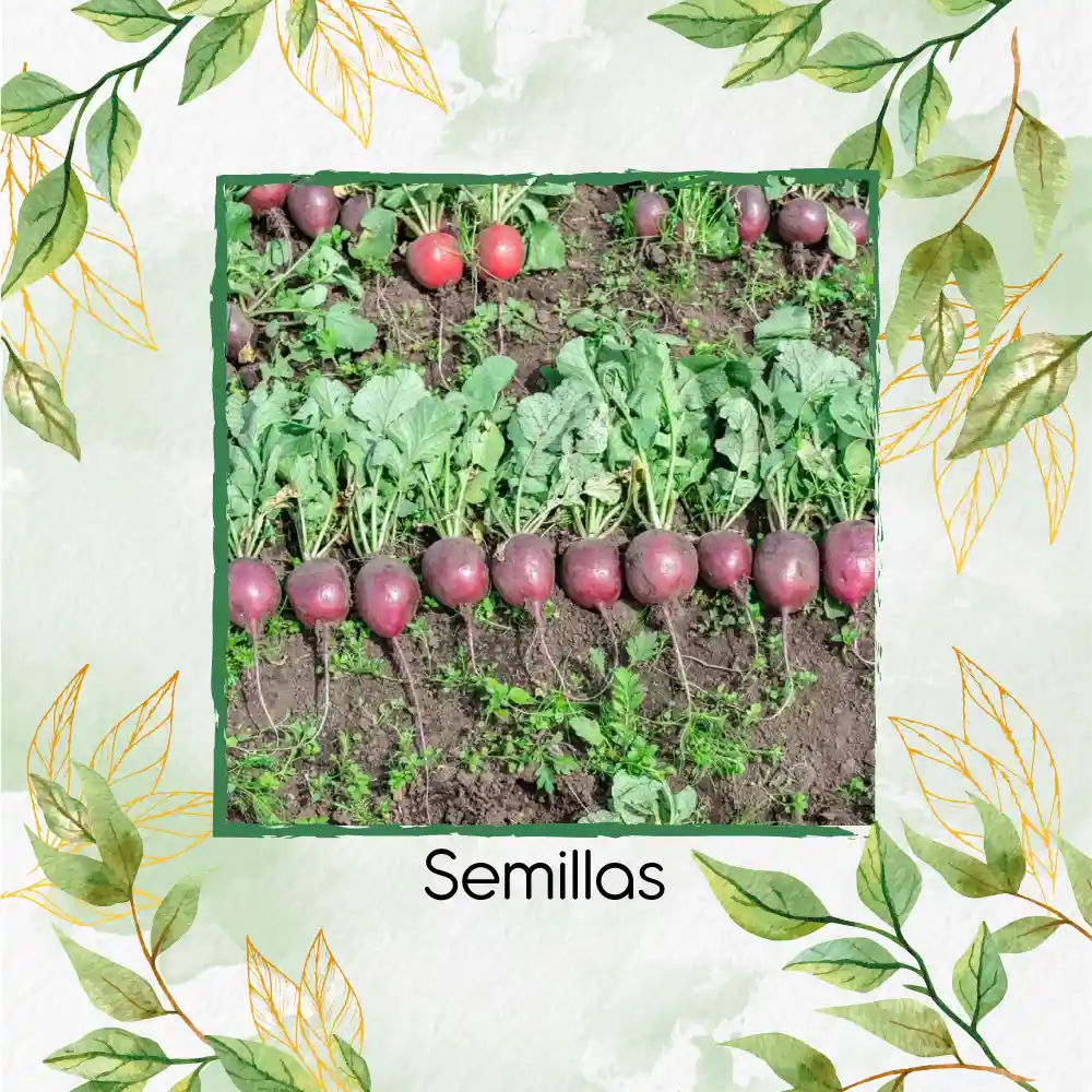 1.000 Semillas Orgánicas De Rábano Bacchus Morado