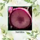 1.000 Semillas Orgánicas De Rábano Bacchus Morado