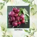 1.000 Semillas Orgánicas De Rábano Bacchus Morado