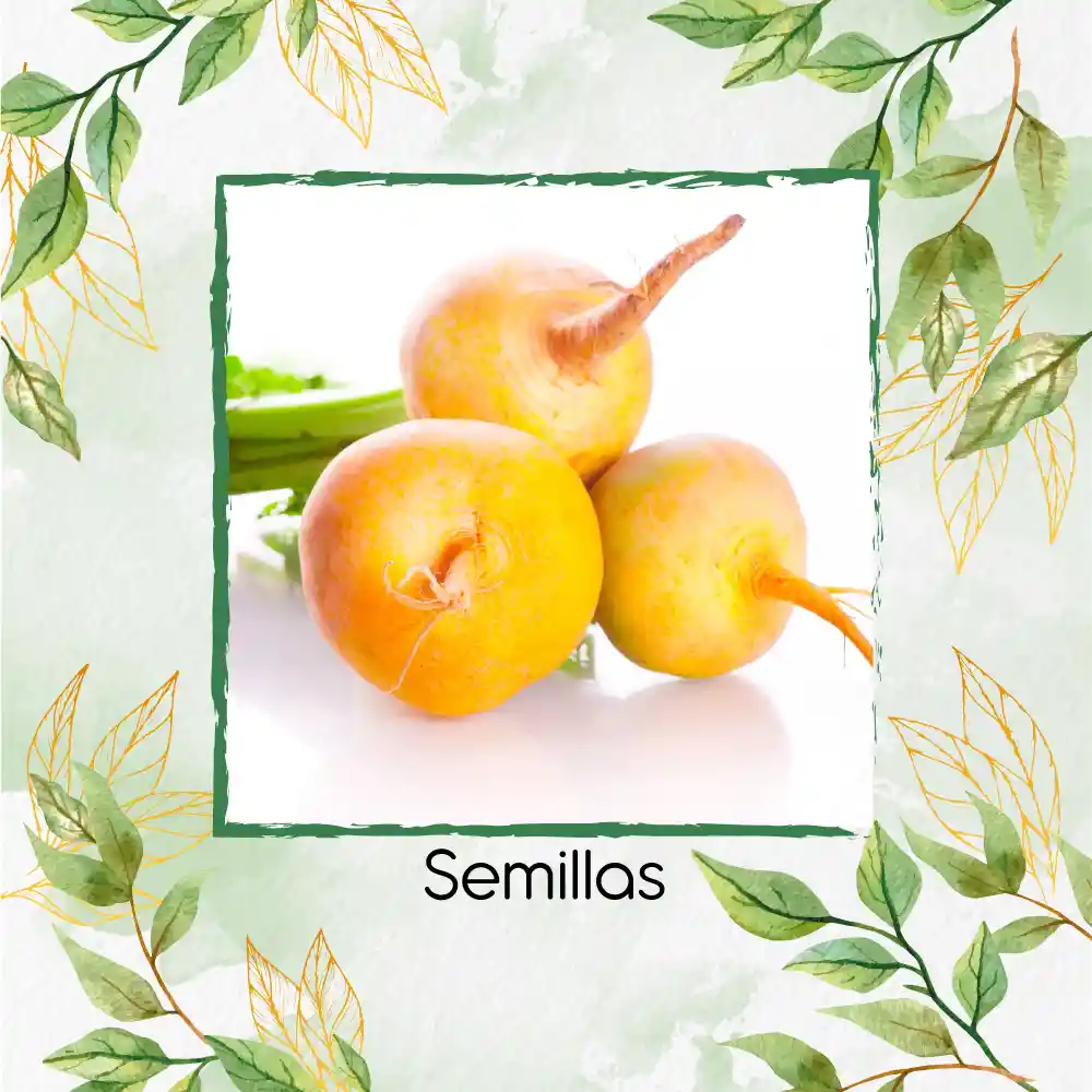 100 Semillas Orgánicas De Rábano Horus Amarillo