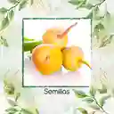 400 Semillas Orgánicas De Rábano Horus Amarillo