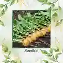 2.000 Semillas Orgánicas De Rábano Horus Amarillo
