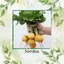 4.000 Semillas Orgánicas De Rábano Horus Amarillo