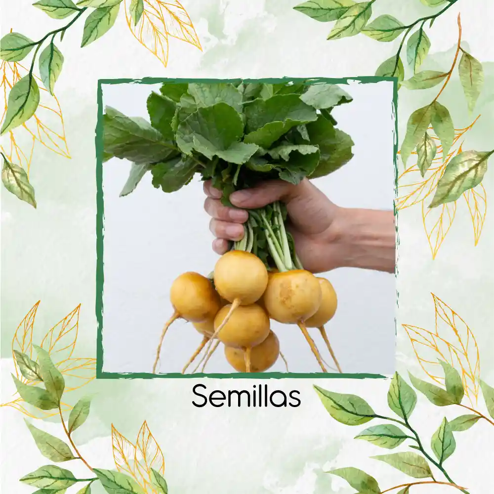 4.000 Semillas Orgánicas De Rábano Horus Amarillo