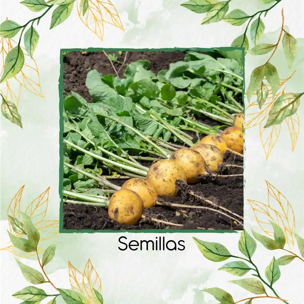 4.000 Semillas Orgánicas De Rábano Horus Amarillo