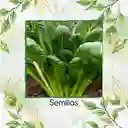 125 Semillas Orgánicas De Tatsoi Verde