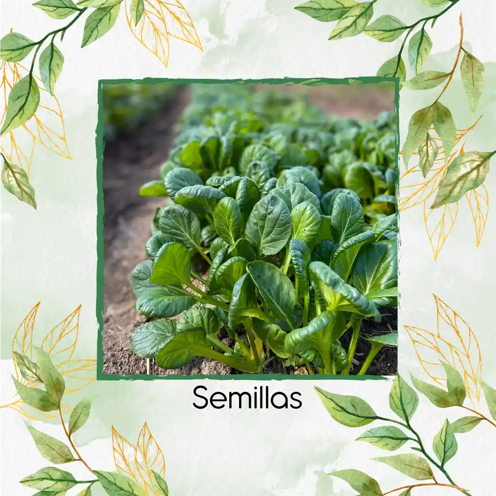 125 Semillas Orgánicas De Tatsoi Verde