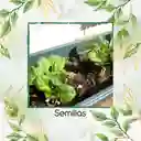 125 Semillas Orgánicas De Tatsoi Verde