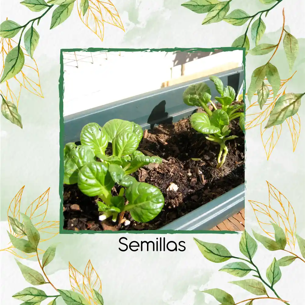 125 Semillas Orgánicas De Tatsoi Verde