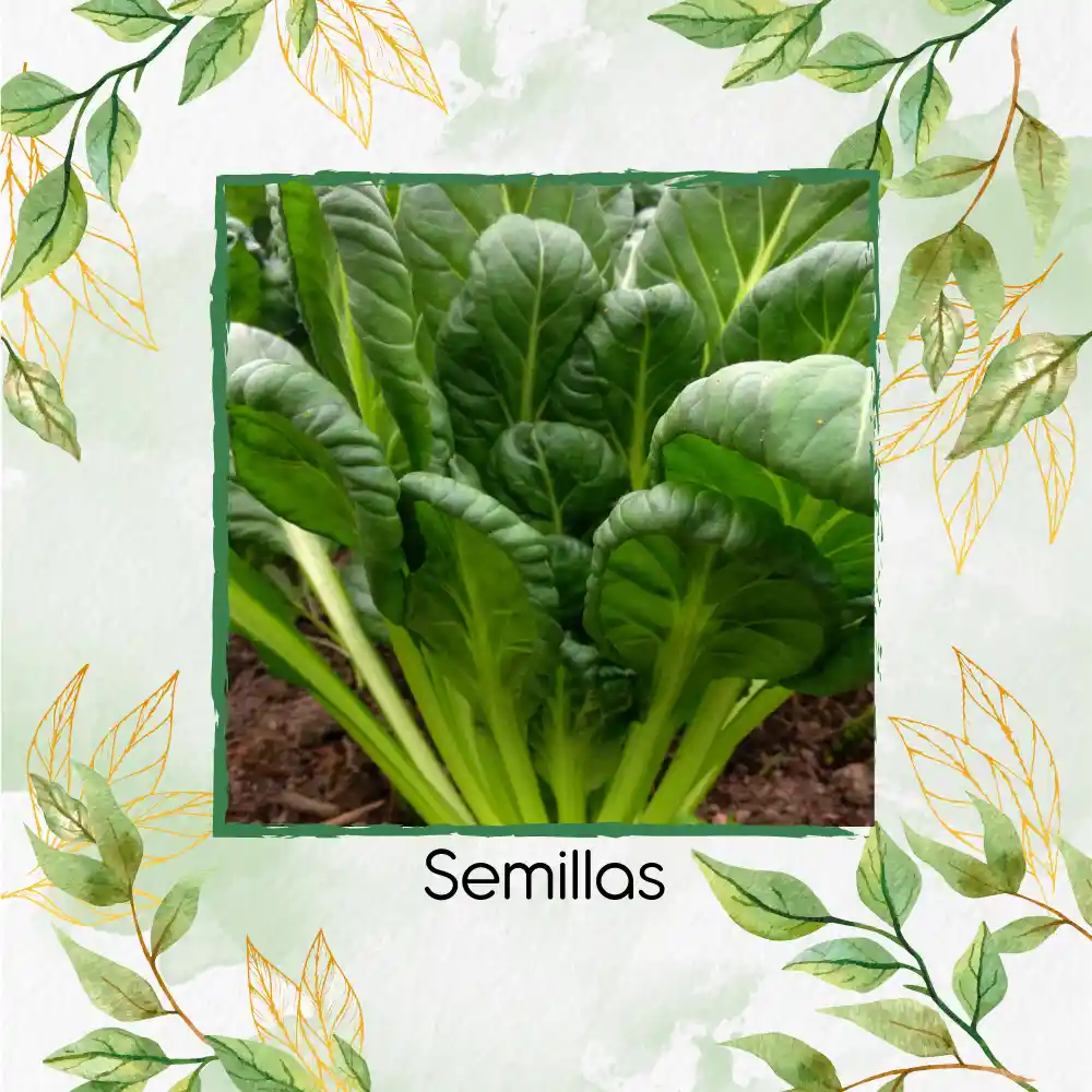 500 Semillas Orgánicas De Tatsoi Verde