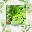 2.500 Semillas Orgánicas De Tatsoi Verde