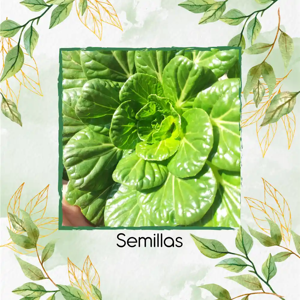 2.500 Semillas Orgánicas De Tatsoi Verde