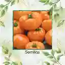 17 Semillas Orgánicas De Tomate Amana Naranja