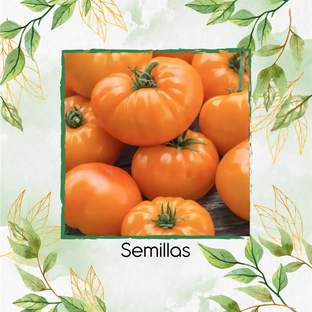17 Semillas Orgánicas De Tomate Amana Naranja