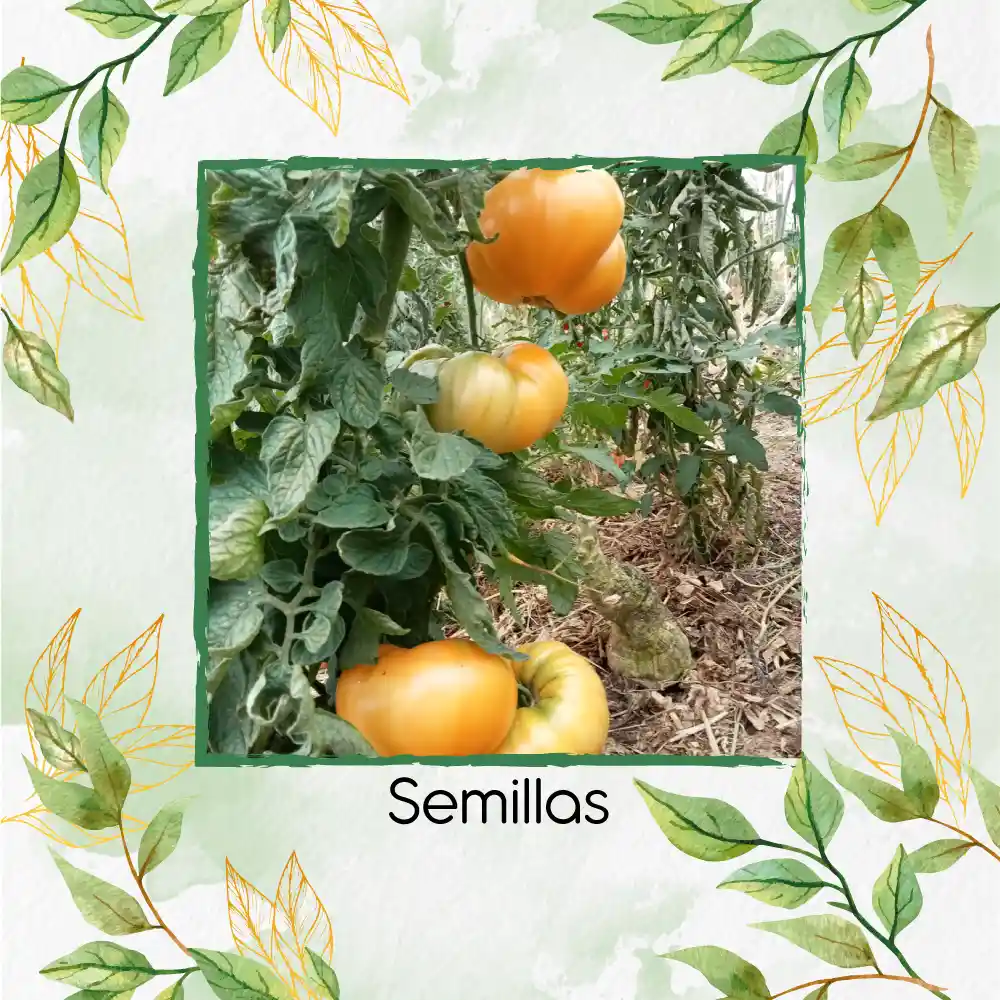 650 Semillas Orgánicas De Tomate Amana Naranja