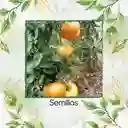1.300 Semillas Orgánicas De Tomate Amana Naranja