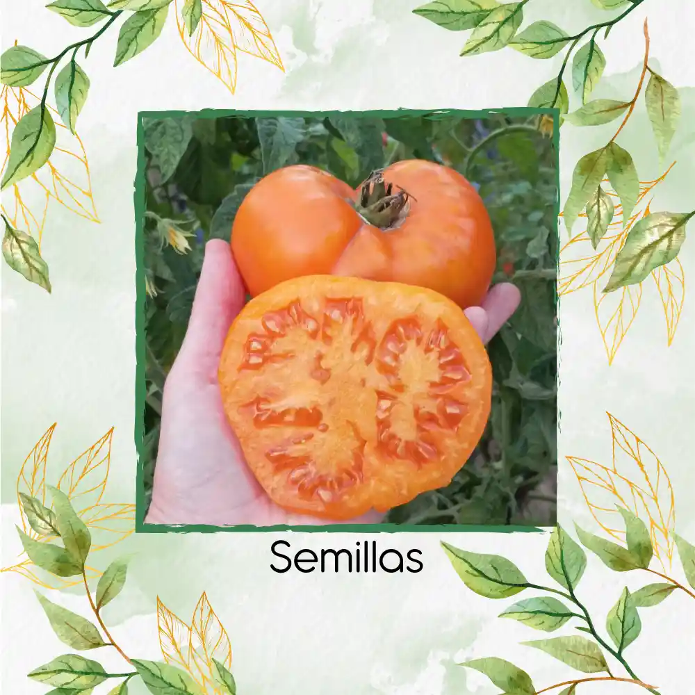 1.300 Semillas Orgánicas De Tomate Amana Naranja