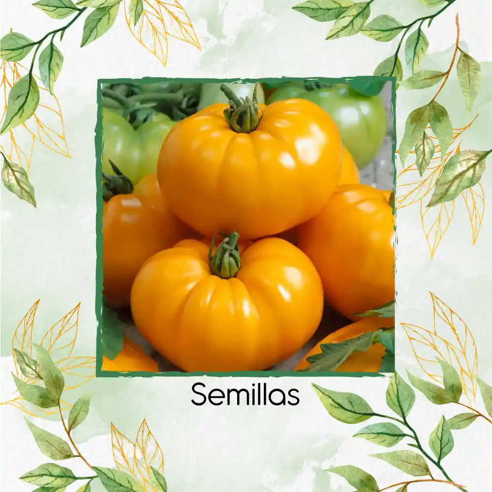 65 Semillas Orgánicas De Tomate Beefsteak Amarillo