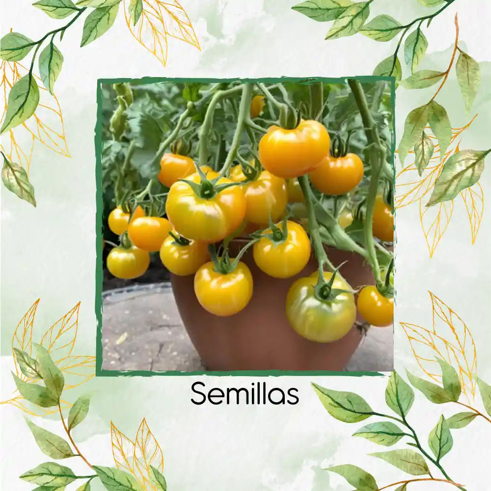 65 Semillas Orgánicas De Tomate Beefsteak Amarillo