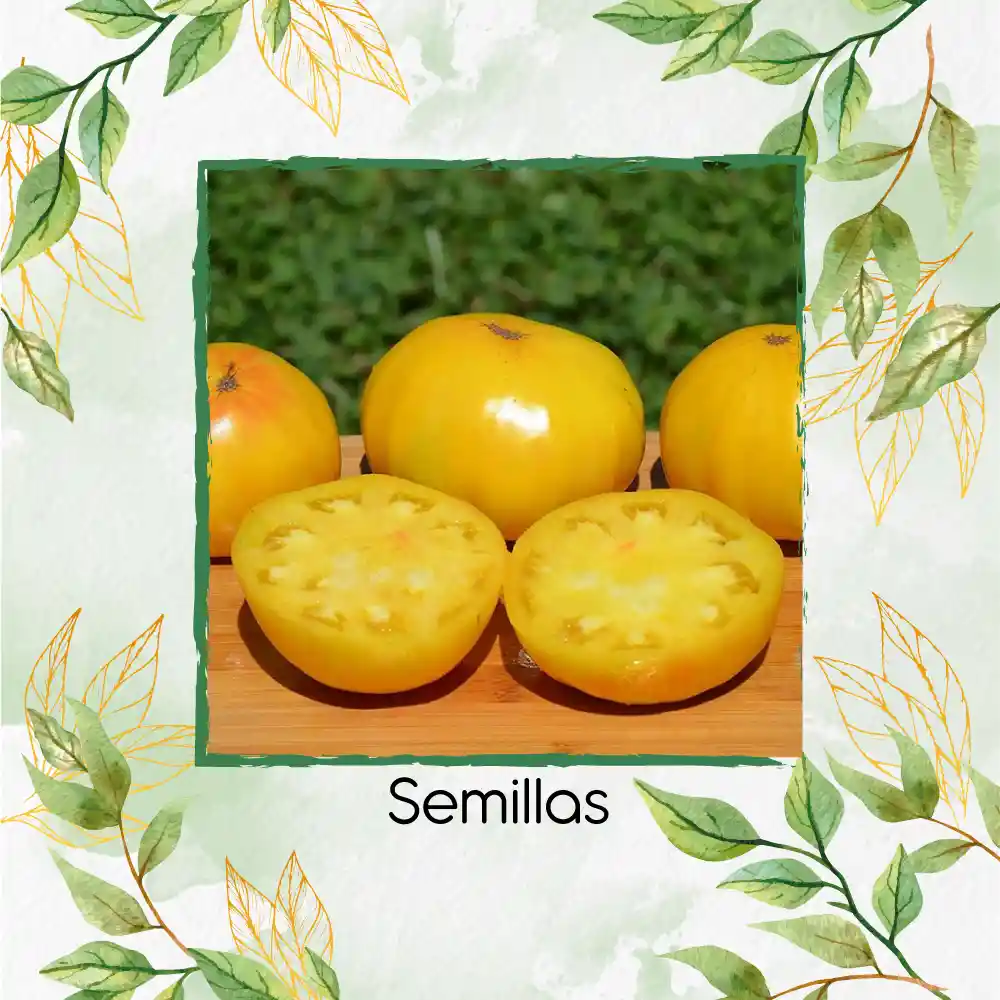 65 Semillas Orgánicas De Tomate Beefsteak Amarillo