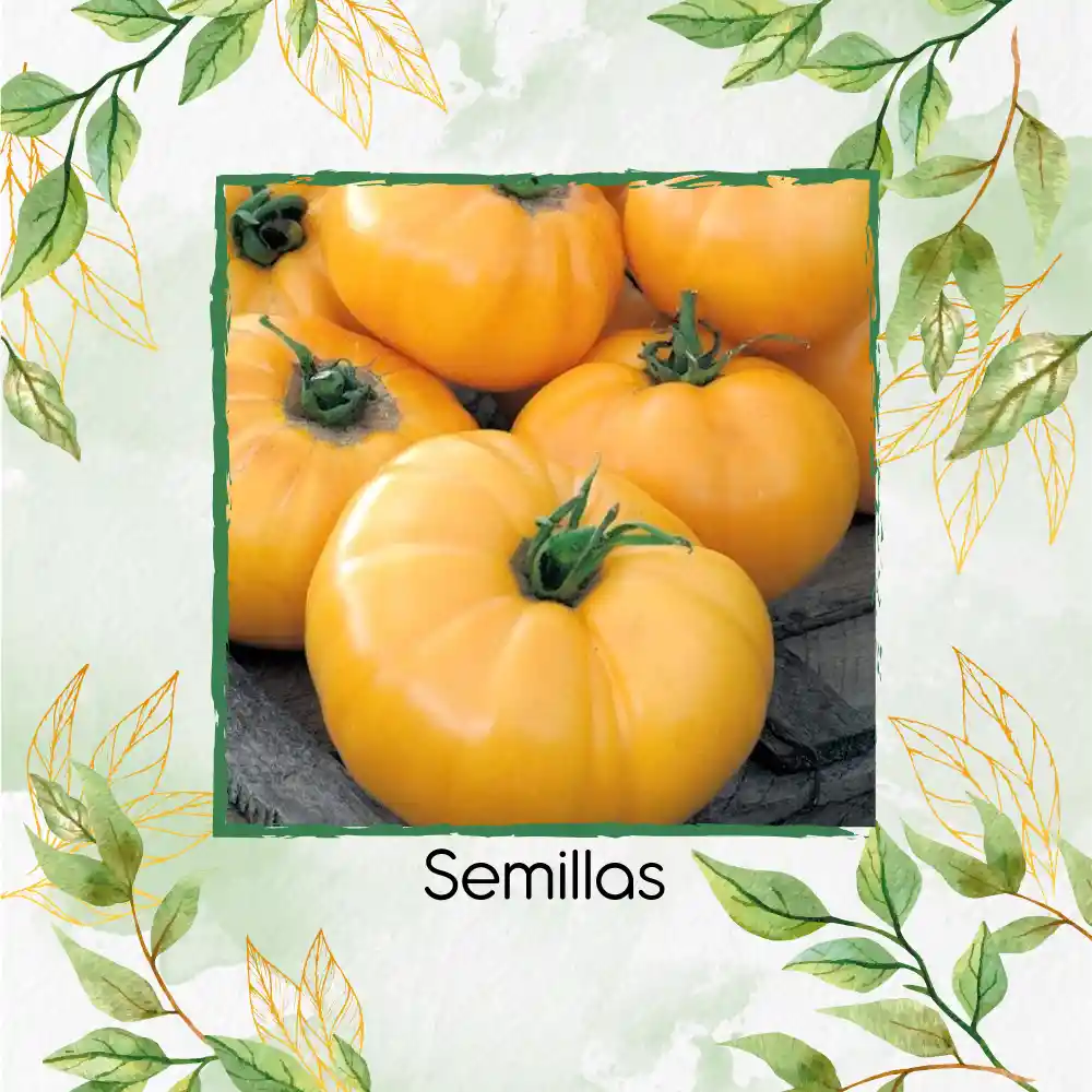 325 Semillas Orgánicas De Tomate Beefsteak Amarillo
