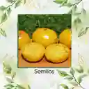 325 Semillas Orgánicas De Tomate Beefsteak Amarillo